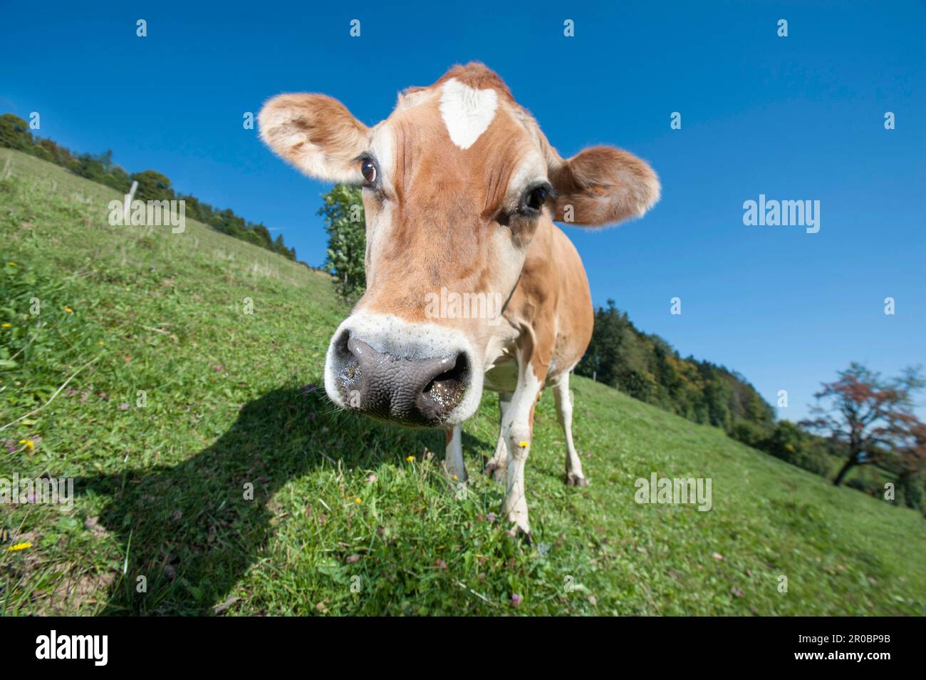 Bos primigenius taurus-Kuh auf Grasfeld, St. Gallen, Schweiz Stockfoto