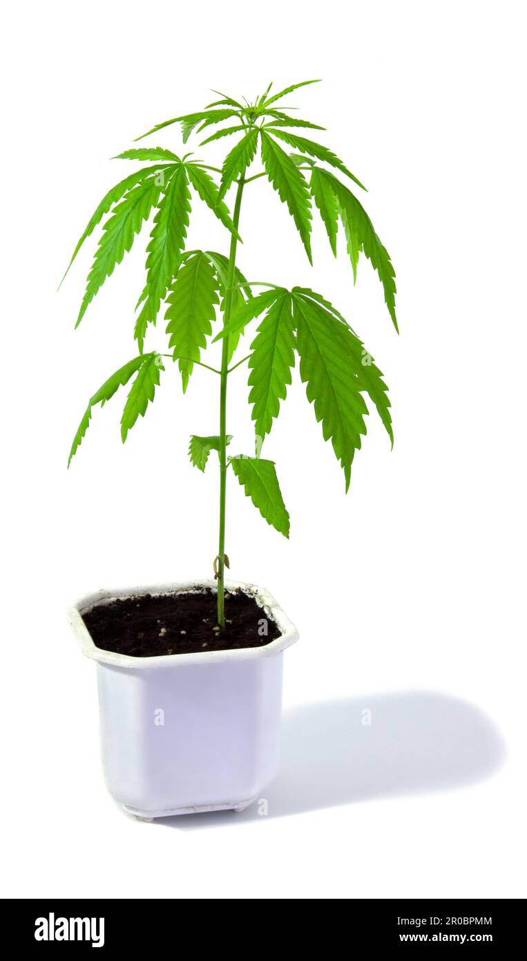 Junge cannabispflanze -Fotos und -Bildmaterial in hoher Auflsung  Alamy
