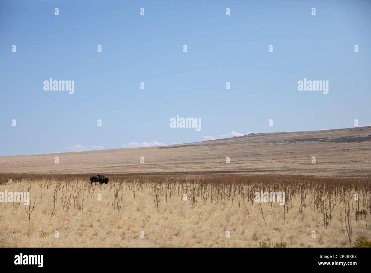 Leeres Feld mit einsamen Bisons im Antelope Island State Park Stockfoto