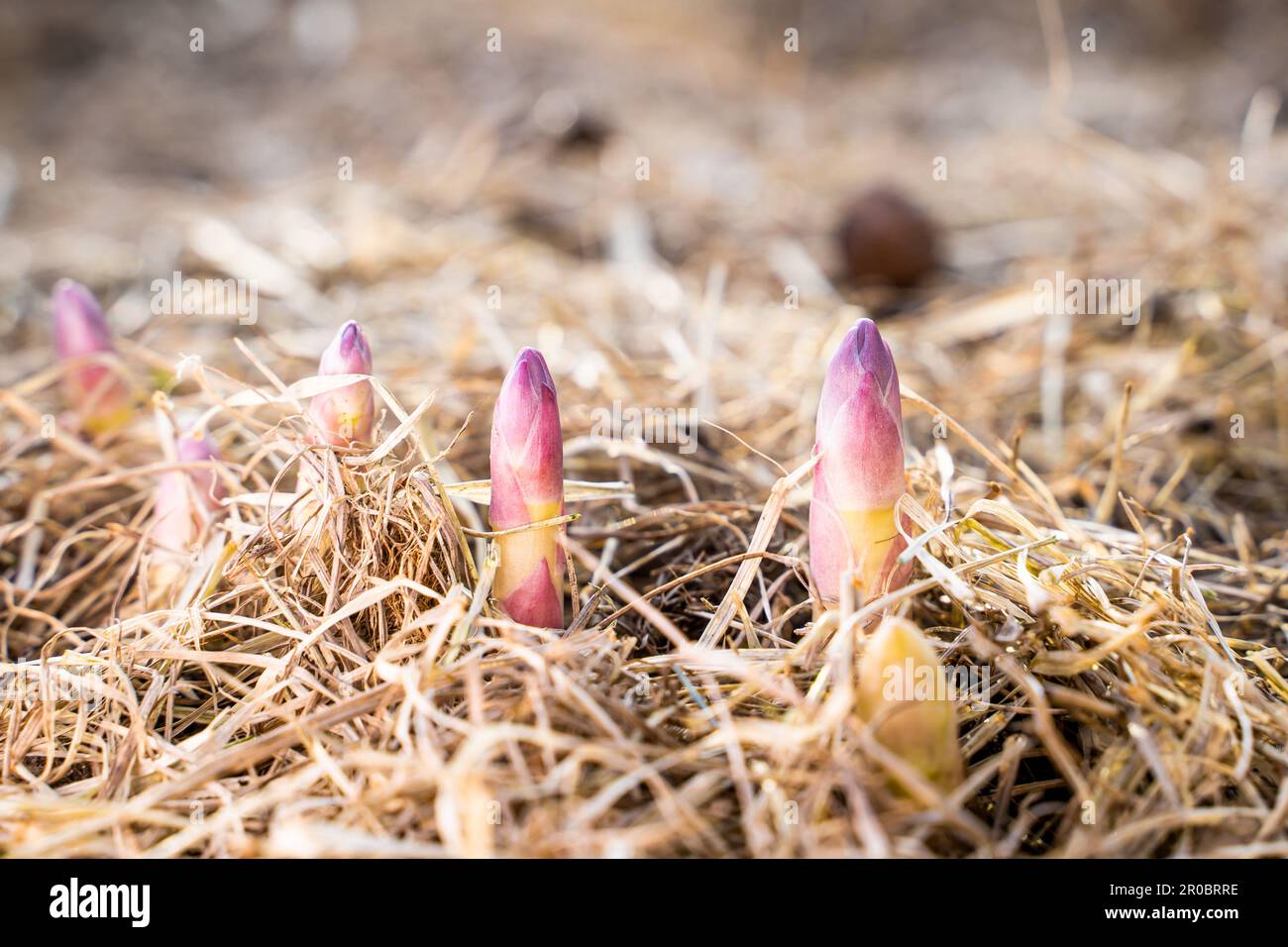 Die erste Erwärmung im Frühling im Gemüsegarten und junge Spargelstangen beginnen aktiv zu wachsen. Die ersten Früchte der Delicacy vegetab Stockfoto