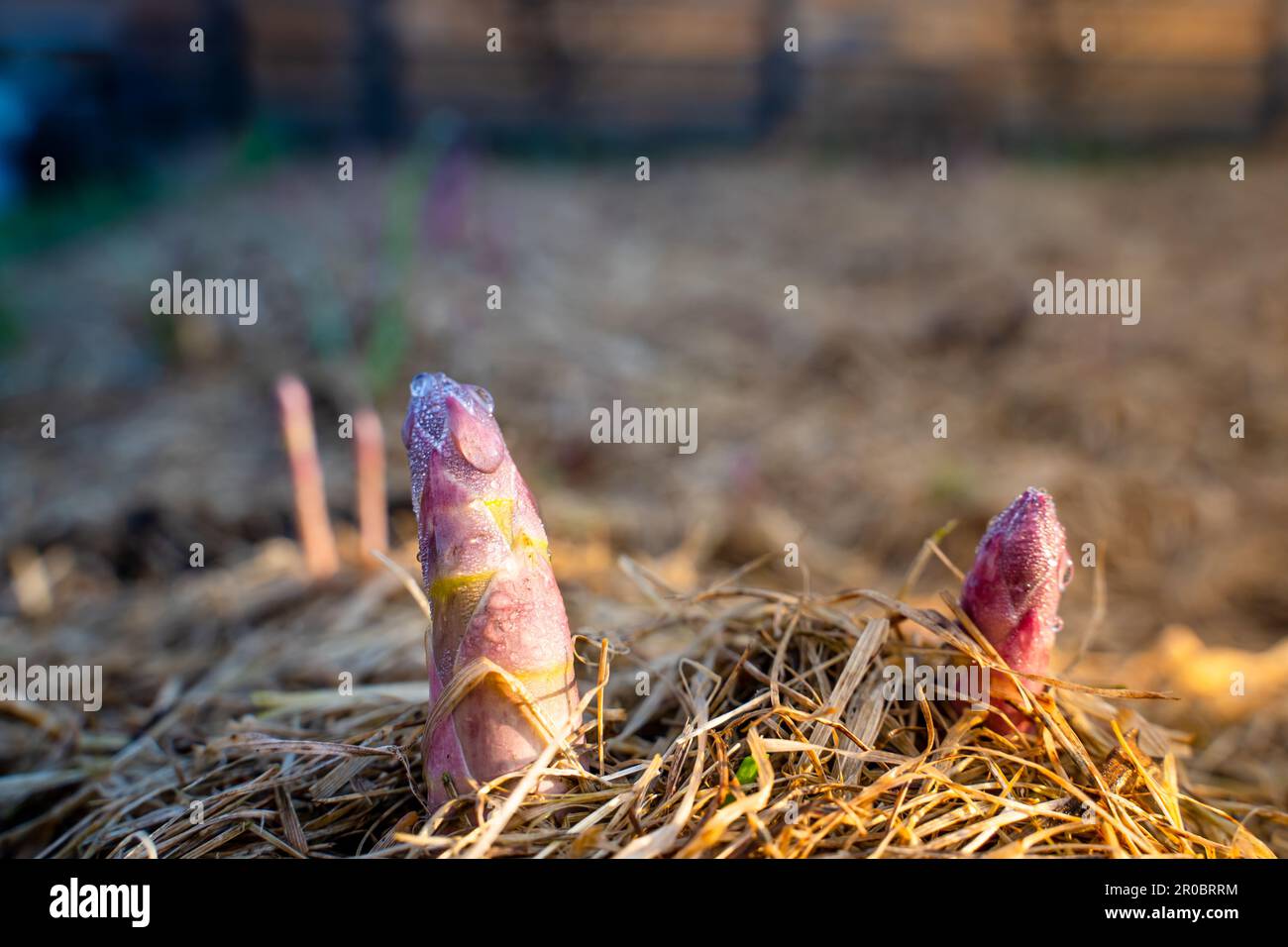 Die ersten jungen Spargeltorten im Frühling im Garten. Mulchen Sie den Boden im Garten mit trockenem Gras Stockfoto