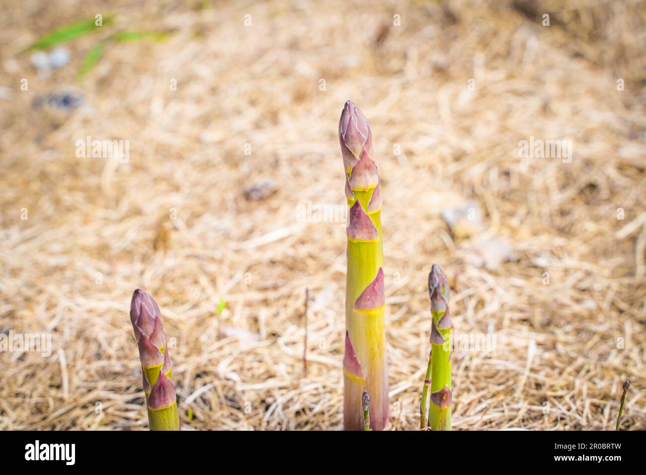 Spargelsprossen wachsen in einer Nahaufnahme eines Gartenbetts auf einem unscharfen Hintergrund Stockfoto