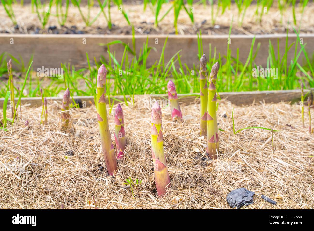 Spargelsprossen wachsen in einem Gartenbeet mit trockenem Grasmulch, Nahaufnahme Stockfoto