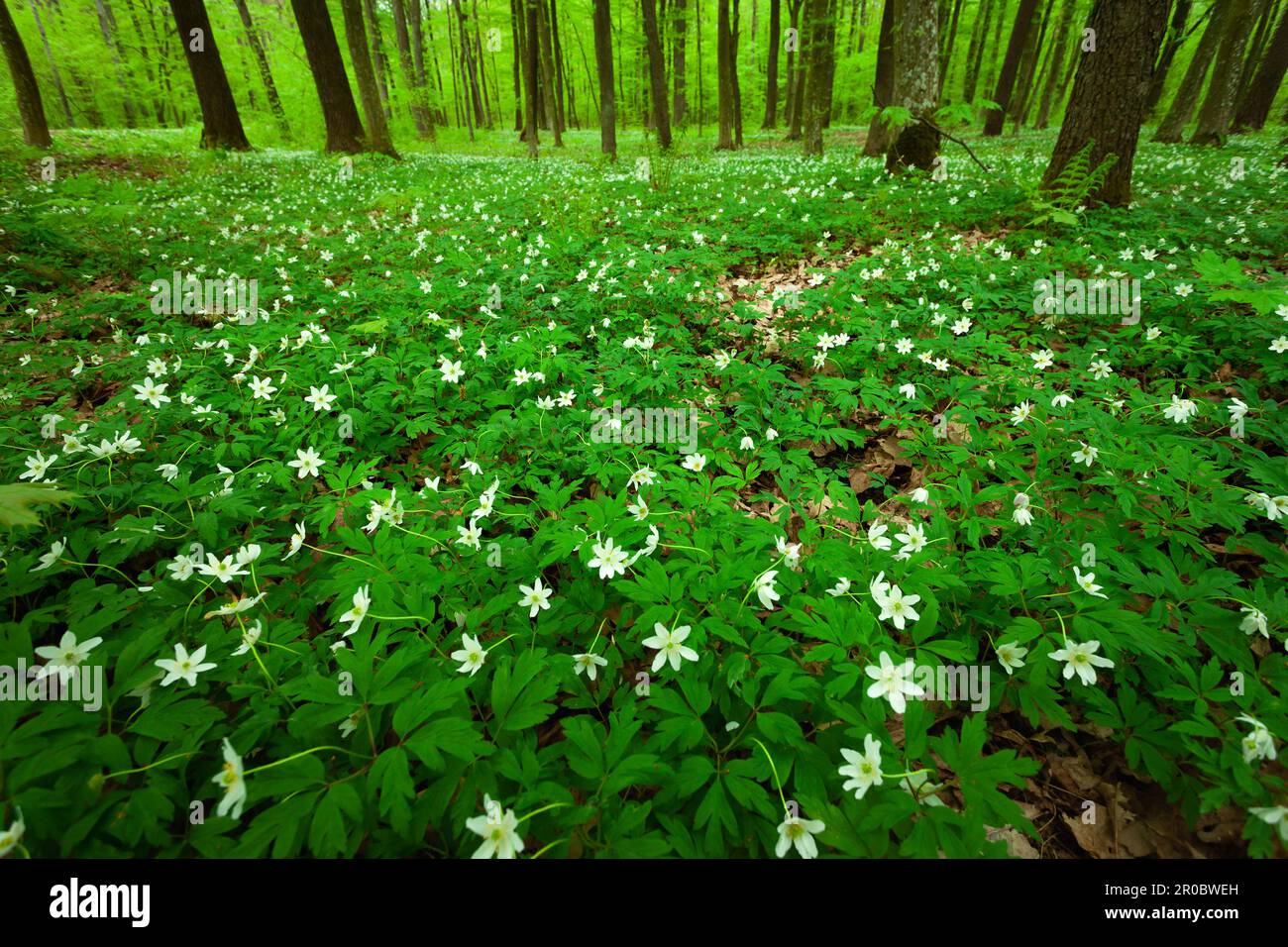 Grüne Wiese mit weißen Anemonen im Wald, Ostpolen Stockfoto