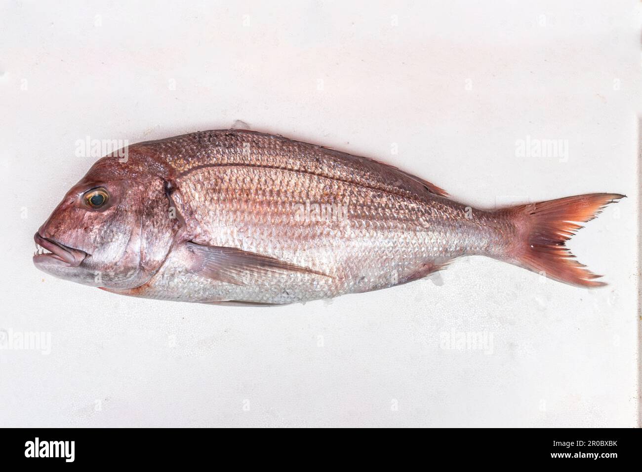 Pagrus pagrus ist eine Art von Perziformen Fischen aus der Familie der Sparidae. Es bewohnt den Atlantik von den britischen Inseln bis nach Süd-Argentinien, vorzugsweise Stockfoto