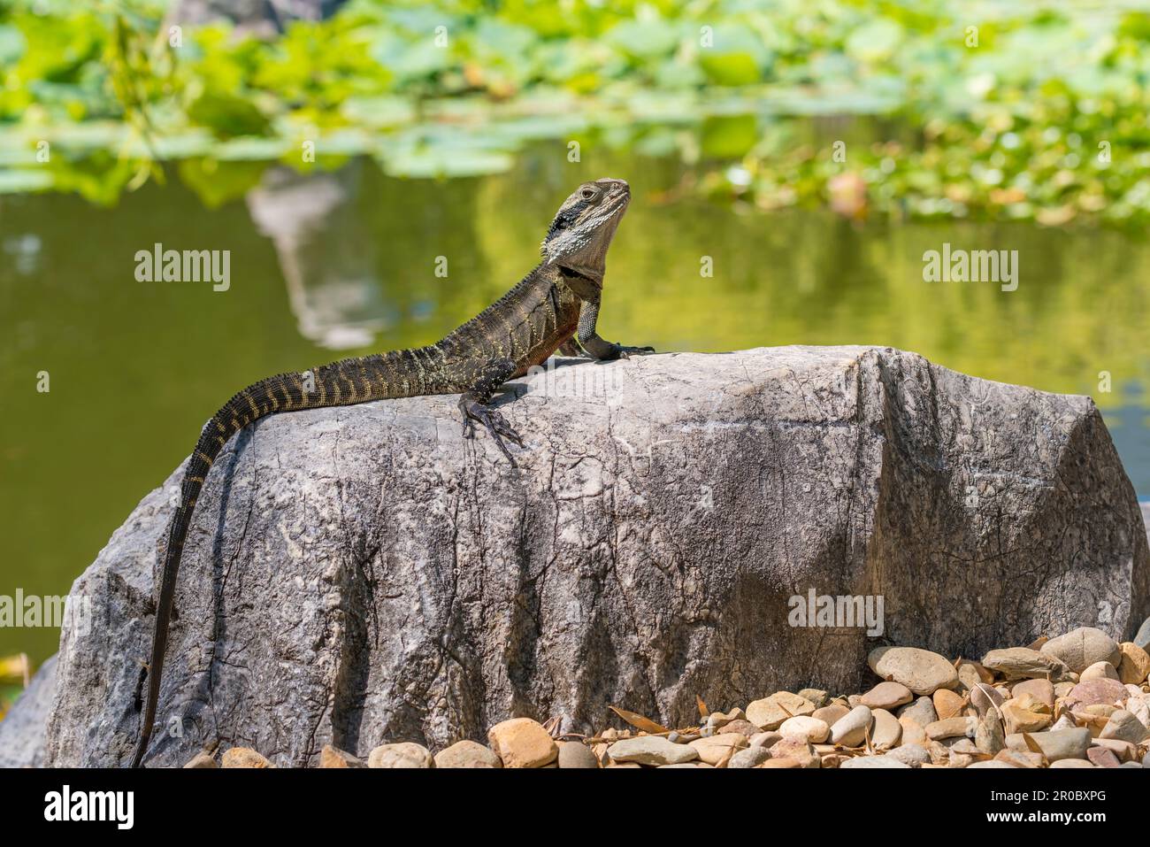 Ein östlicher Wasserdrache (Physignathus lesueurii lesueurii), der sich in der Sommersonne im Chinesischen Garten der Freundschaft in Sydney, Australien, sonnt Stockfoto