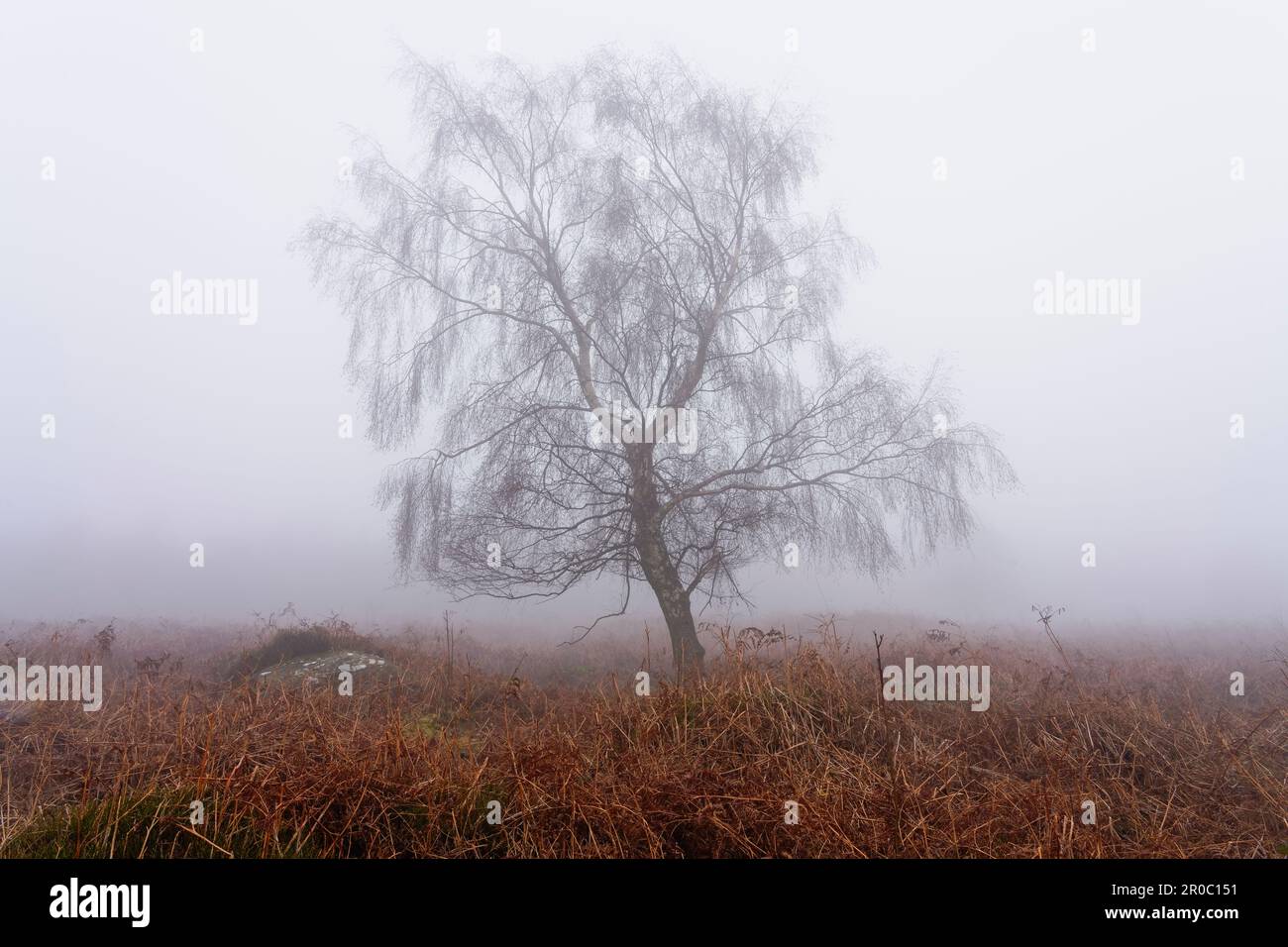 Eine einzelne Silver Birch steht auf dem Derbyshire Moorland in dickem Winternebel. Stockfoto