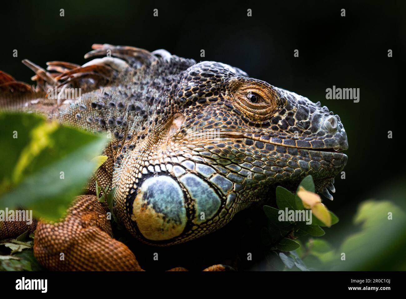 Ein fesselndes Porträt eines alten grünen Leguans. Er hält den Zuschauer fest im Blick. Stockfoto