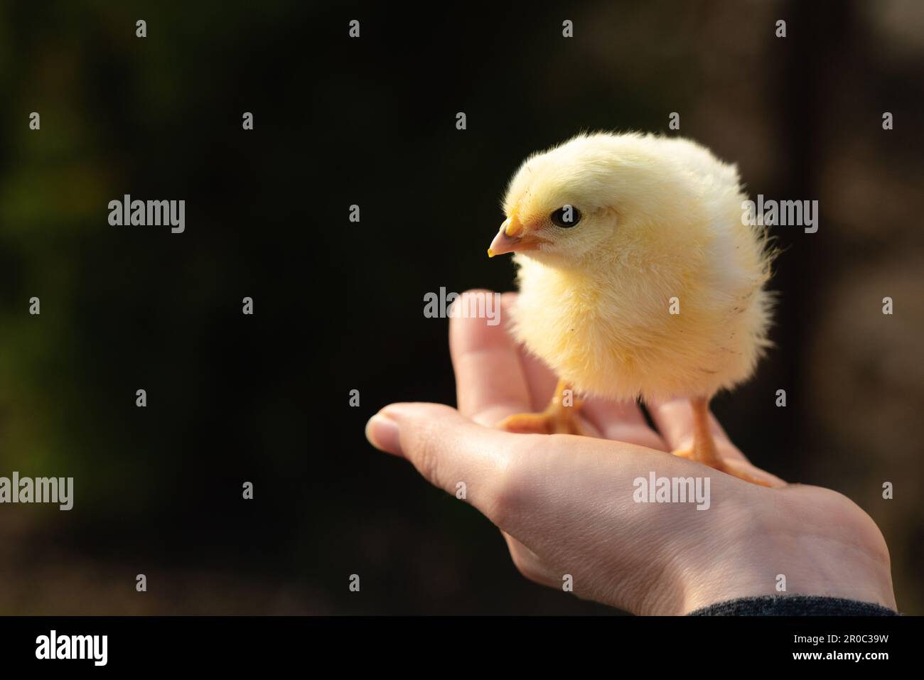 Gelbes Huhn in der Hand des Bauern. Geflügelzuchtbetrieb. Hochwertiges Foto Stockfoto