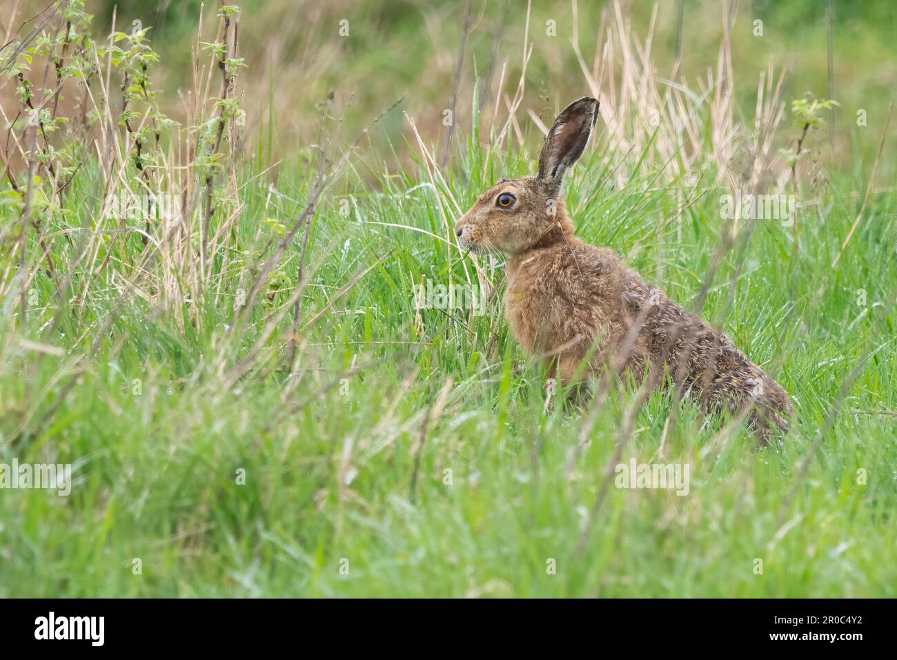 Braunhaar (Lepus europaeus) im RSPB Loch Leven Nature Reserve, Schottland, Großbritannien. Stockfoto
