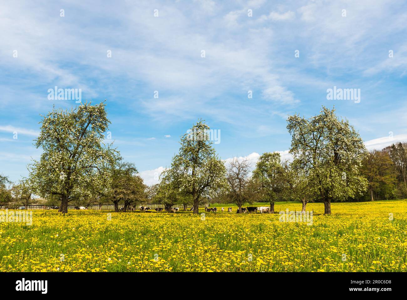 Frühlingswiesen mit Löwenzahn und blühenden Obstbäumen, Kühe zwischen blühenden Bäumen weiden, ländliche Landschaft im Kanton Thurgau, Schweiz Stockfoto