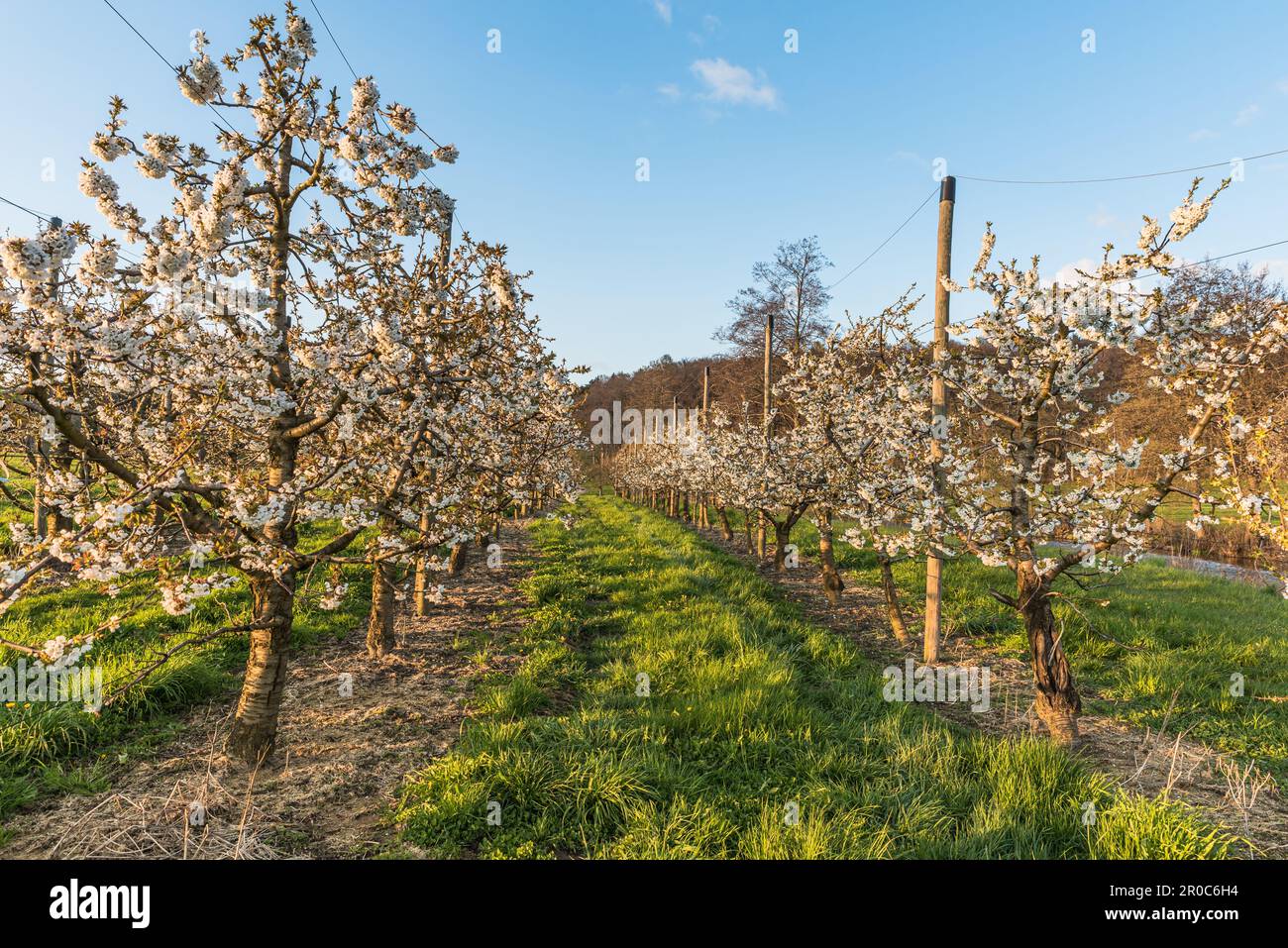 Obstgarten blühender Kirschbäume (Prunus avium) im Abendlicht, Herdern, Kanton Thurgau, Schweiz Stockfoto