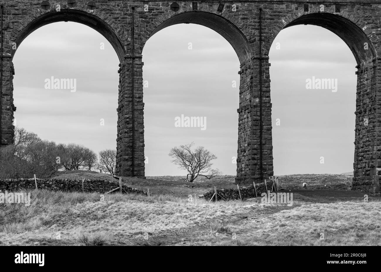 Ribble Viaduct Train Crossing, Yorkshire, Großbritannien Stockfoto