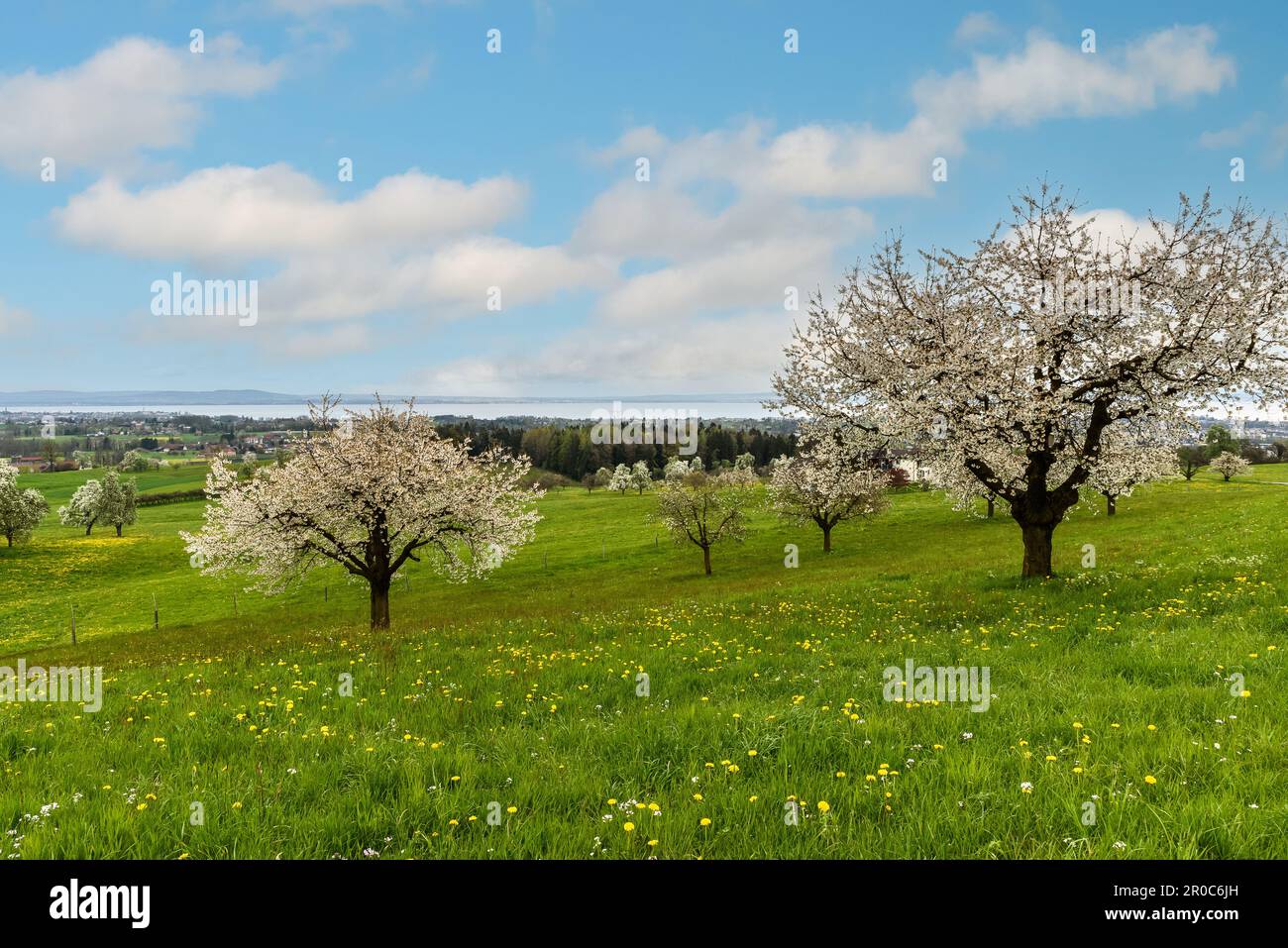 Blühende Kirschbäume (Prunus avium) auf einer Wiese im Frühling mit malerischem Blick auf Bodensee, Roggwil, Kanton Thurgau, Schweiz Stockfoto