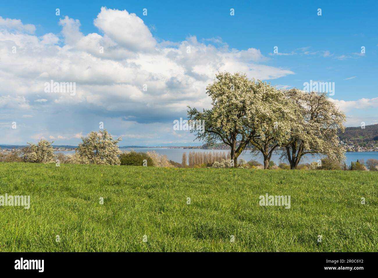 Blühende Obstbäume auf der Halbinsel Hoeri mit Blick auf Bodensee, Horn, Baden-Württemberg, Deutschland Stockfoto