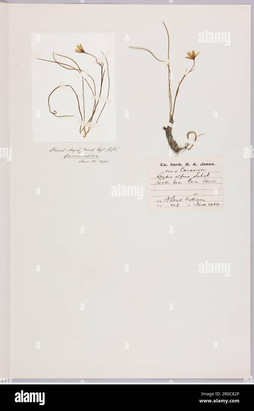 Changing Planet Exhibition, Thinktank 20211921B1.3812. Snowdon Lily (Lloydia Serotina/Gagea Serotina) Herbariumplatte, 1898 & 1902. Weitere Namen: Brwyndail y Mynydd.. Diese Pflanze wächst unter extremen Bergbedingungen im Snowdonia-Nationalpark in Wales. Im Jahr 1975 wurde sie im Vereinigten Königreich gemäß dem Conservation of Wild Creatures and Wild Plants Act zu einer geschützten Art... Changing Planet Ausstellung, Thinktank 2021 Stockfoto