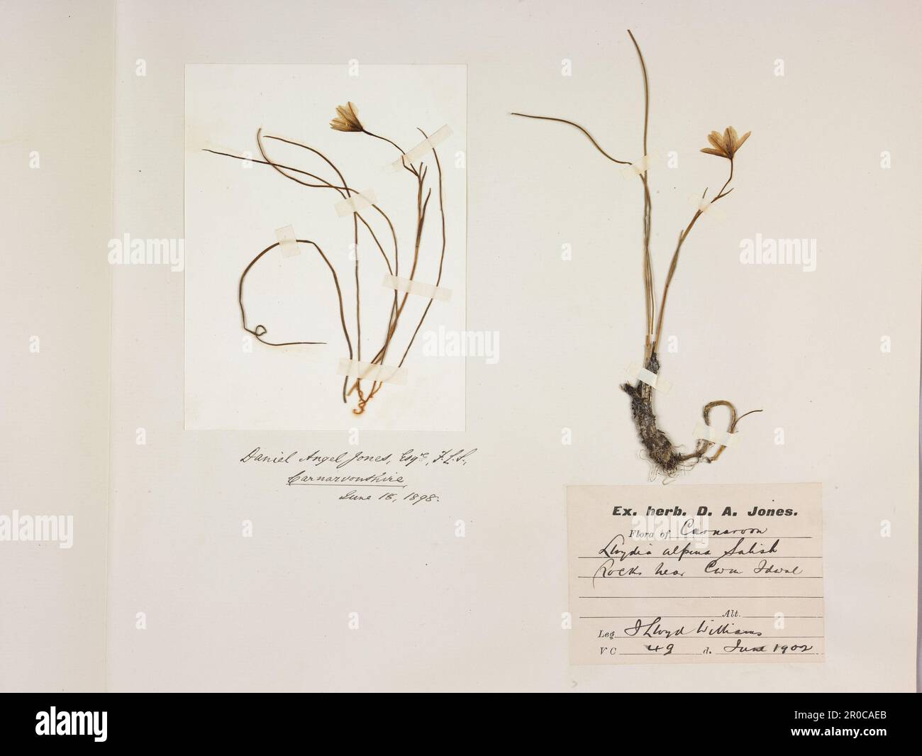 Snowdon Lily (Lloydia Serotina/Gagea Serotina) Herbariumplatte, 1898 & 1902. Weitere Namen: Brwyndail y Mynydd... Diese Pflanze wächst unter extremen Bergbedingungen im Snowdonia-Nationalpark in Wales. Im Jahr 1975 wurde sie im Vereinigten Königreich gemäß dem Conservation of Wild Creatures and Wild Plants Act zu einer geschützten Art... Changing Planet Ausstellung, Thinktank 2021 Stockfoto