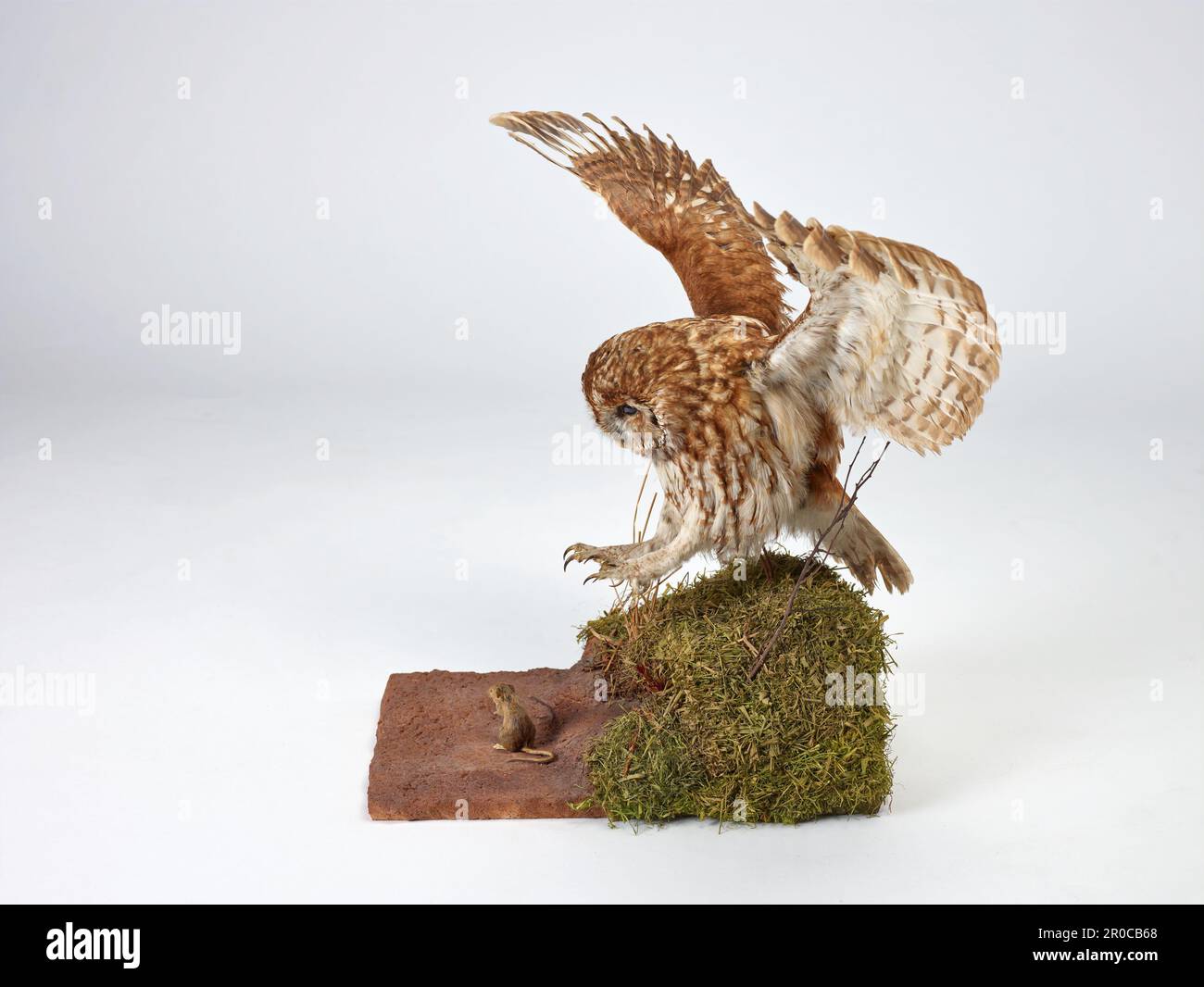 2009,0472. Tawny Owl - Strix aluco Taxidermy Stockfoto