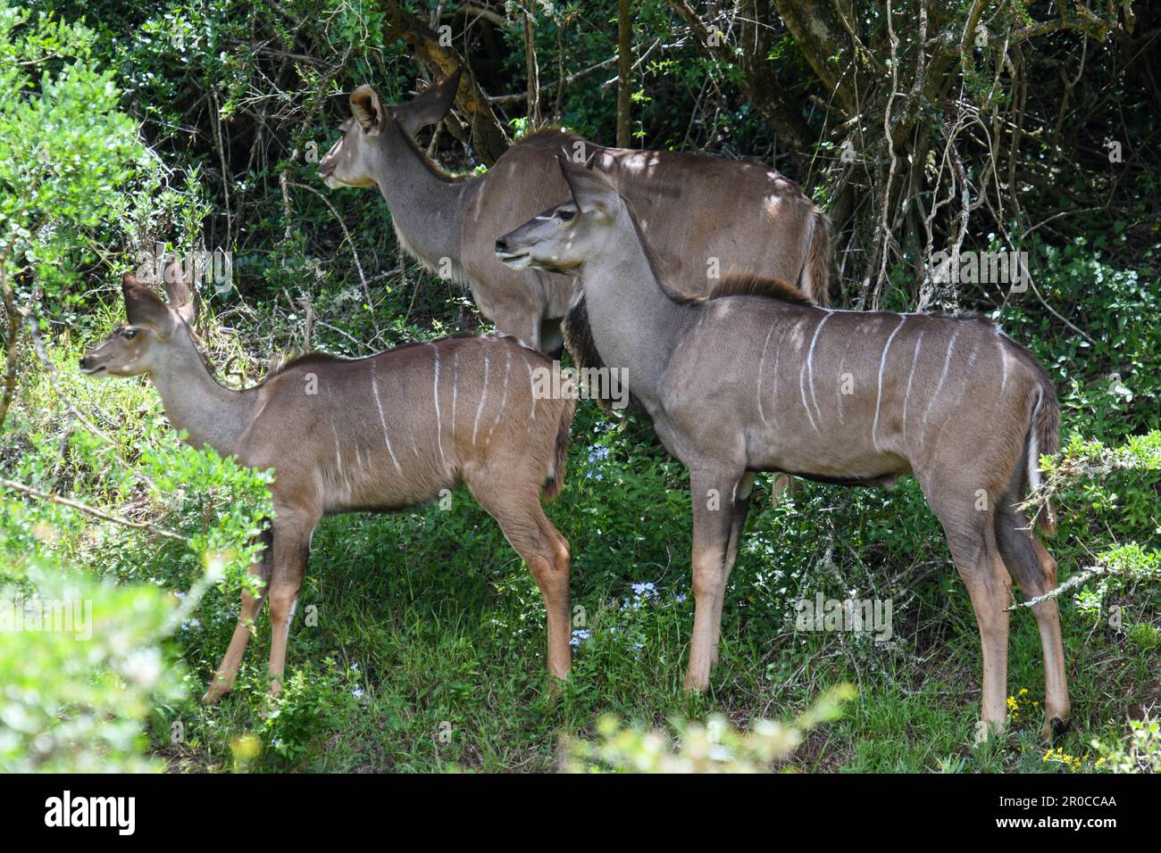 Großraum Kudu im Addo Elephant National Park in Südafrika Stockfoto