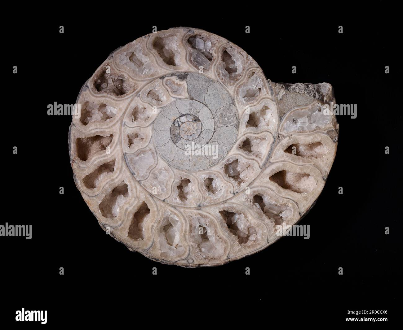 Abgeschnittenes Ammonit. Naturwissenschaftssammlung - Paläontologie Stockfoto