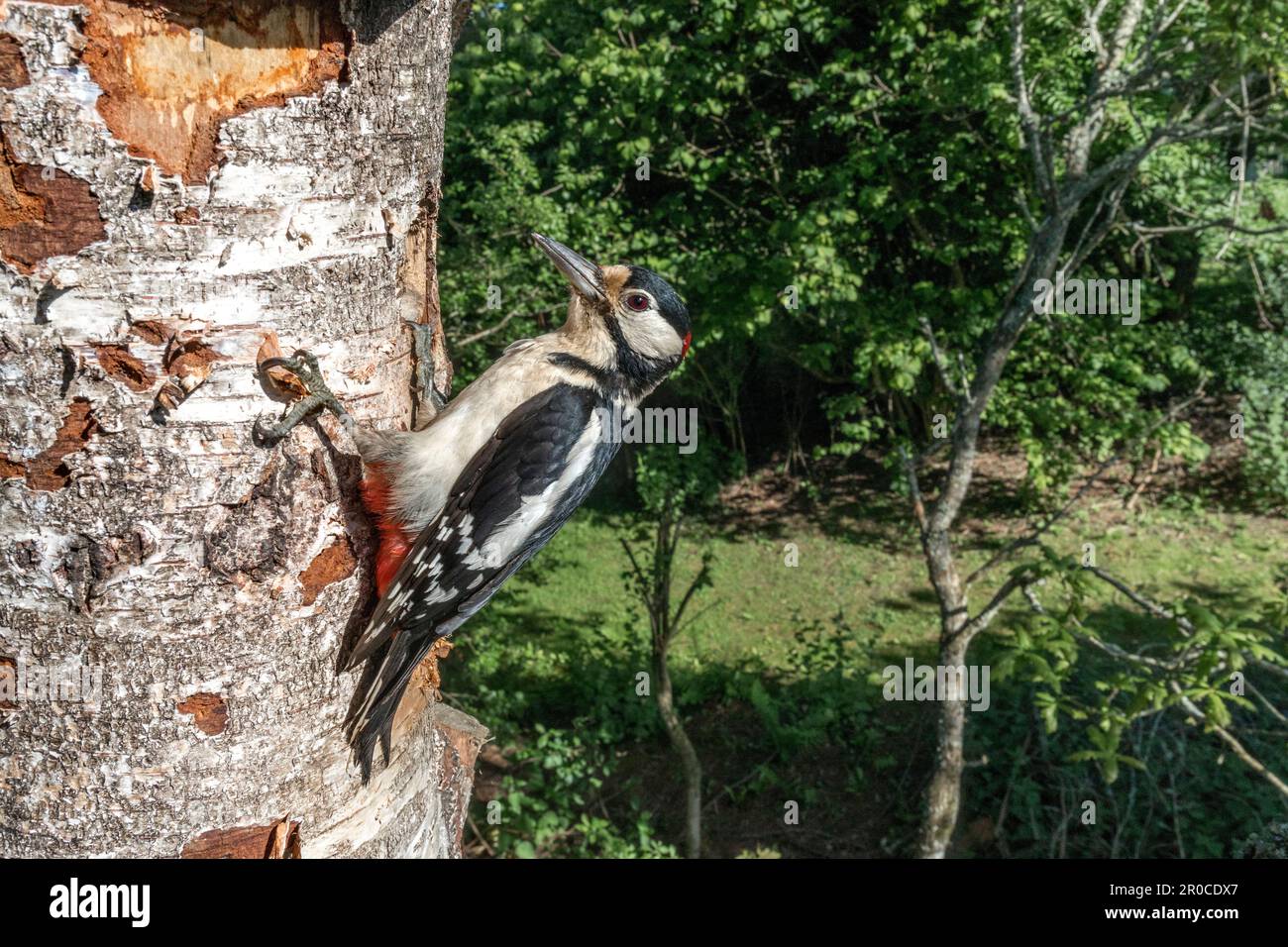 Großspecht; Dendrocopos Major; Erwachsener; Männlich; in Nest; UK Stockfoto