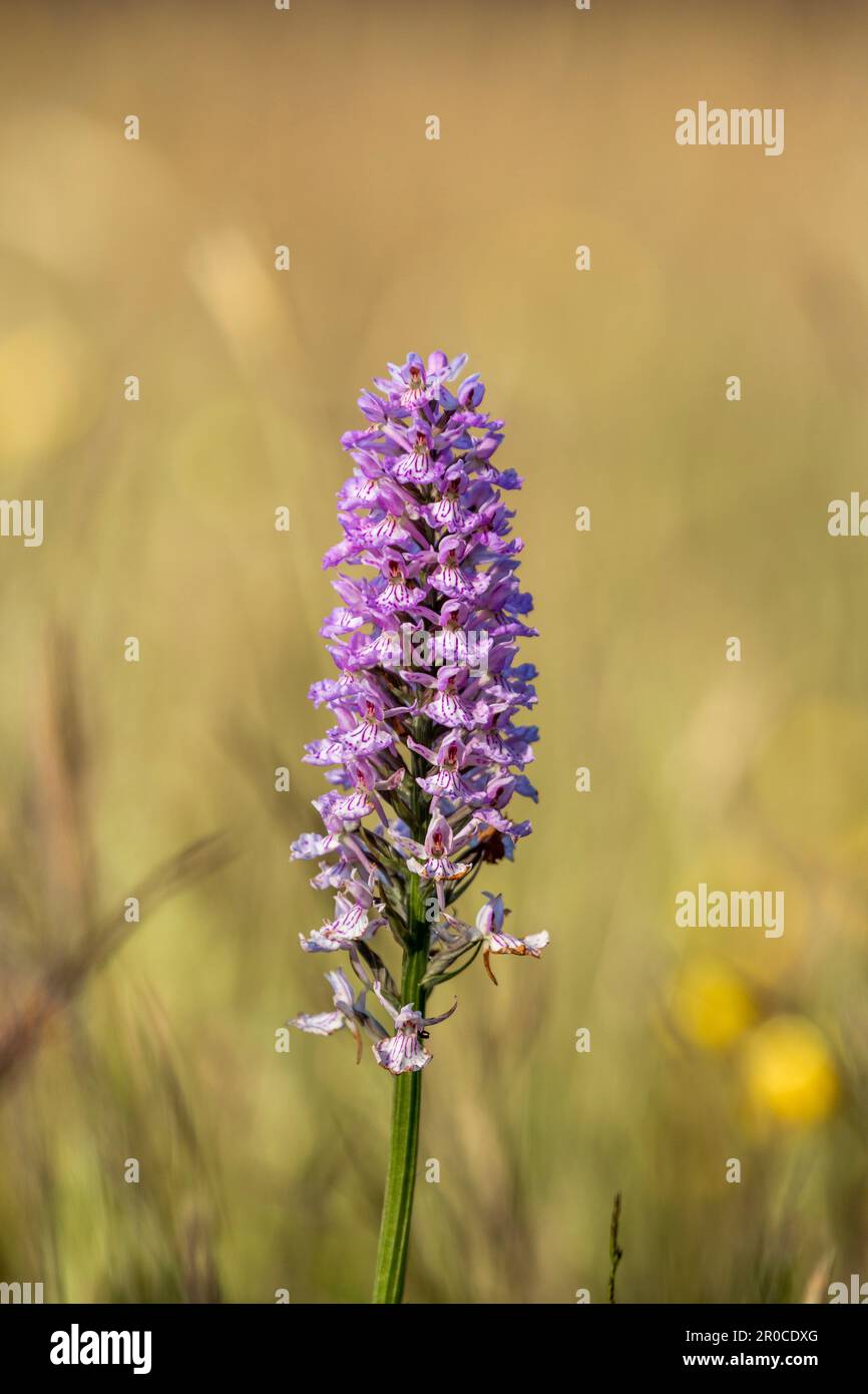 Heath Spotted Orchid; Dactylorhiza maculata; Flower; UK Stockfoto