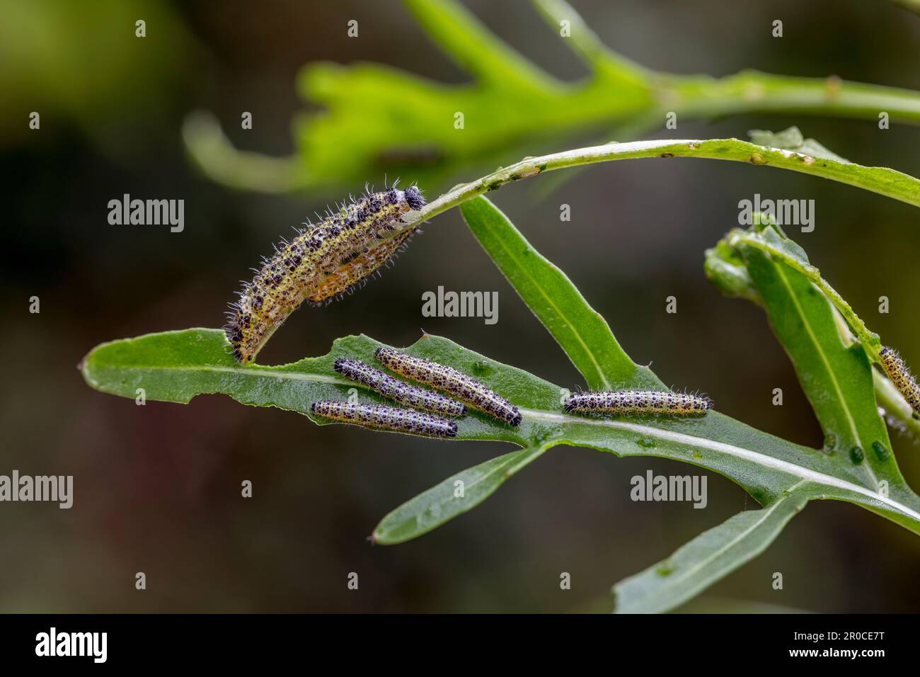 Große Raupen mit weißem Schmetterling; Pieris brassicae; auf Rocket Leaves; UK Stockfoto
