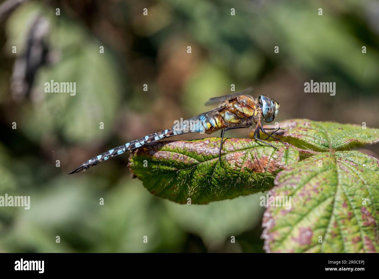 Migrant Hawker; Aeshna mixta; Male; UK Stockfoto