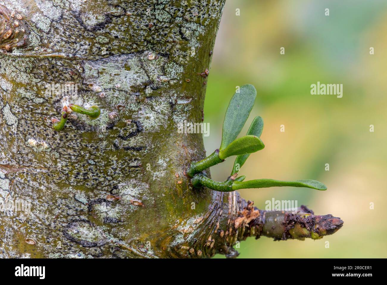 Mistel; Viscum Album; Young Plants; ein Jahr alt (links); zwei Jahre alt (rechts); UK Stockfoto