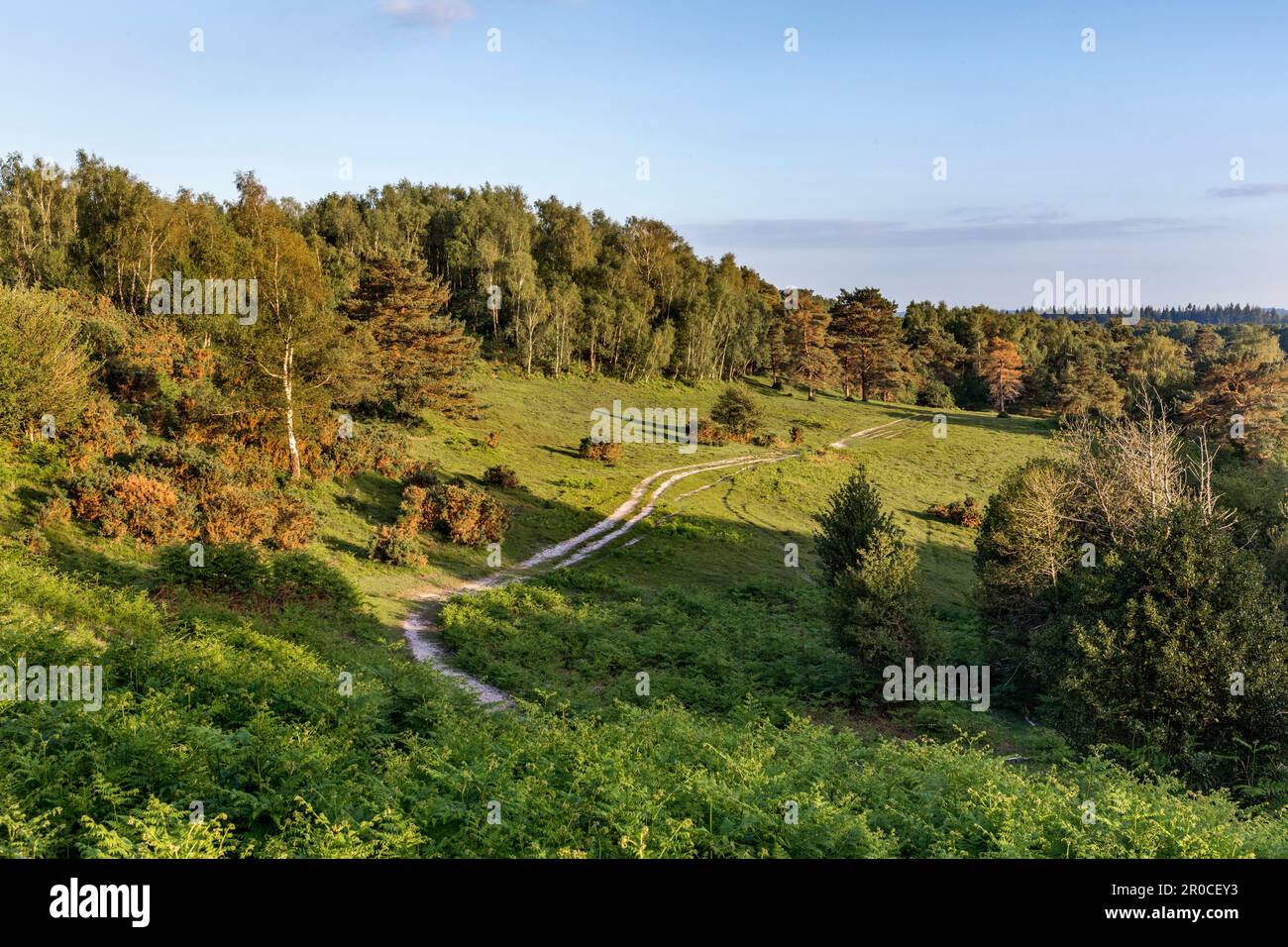 Acres Down; New Forest; GB Stockfoto