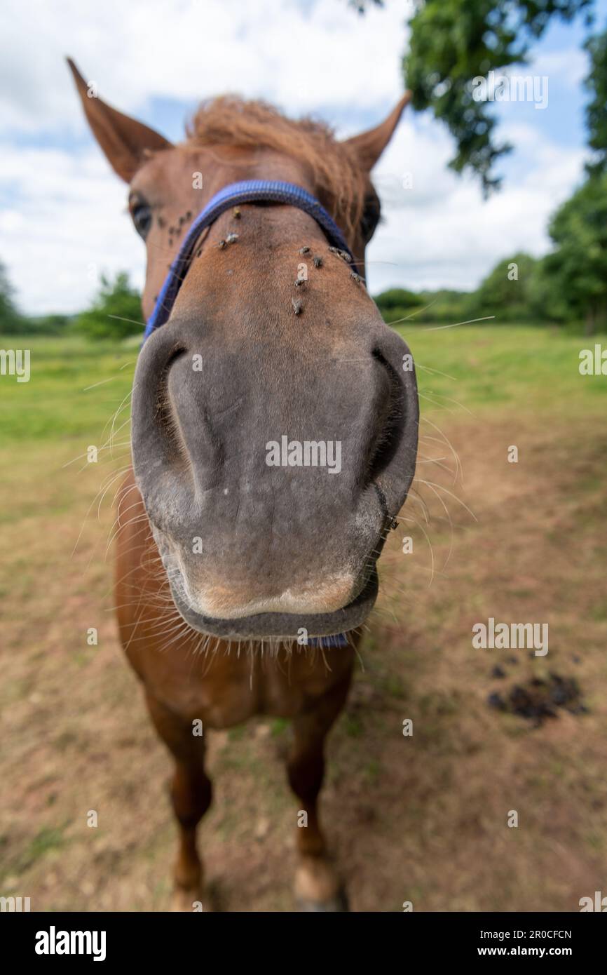 Nahaufnahme von Nase und Nasenlöchern eines Suffolk Punch-Pferdes. Somerset, Großbritannien. Stockfoto