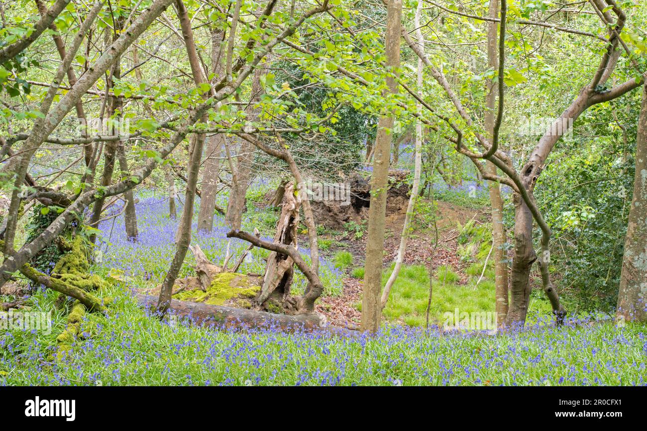 Bluebells in Roydon Woods, New Forest, Hampshire, Großbritannien Stockfoto