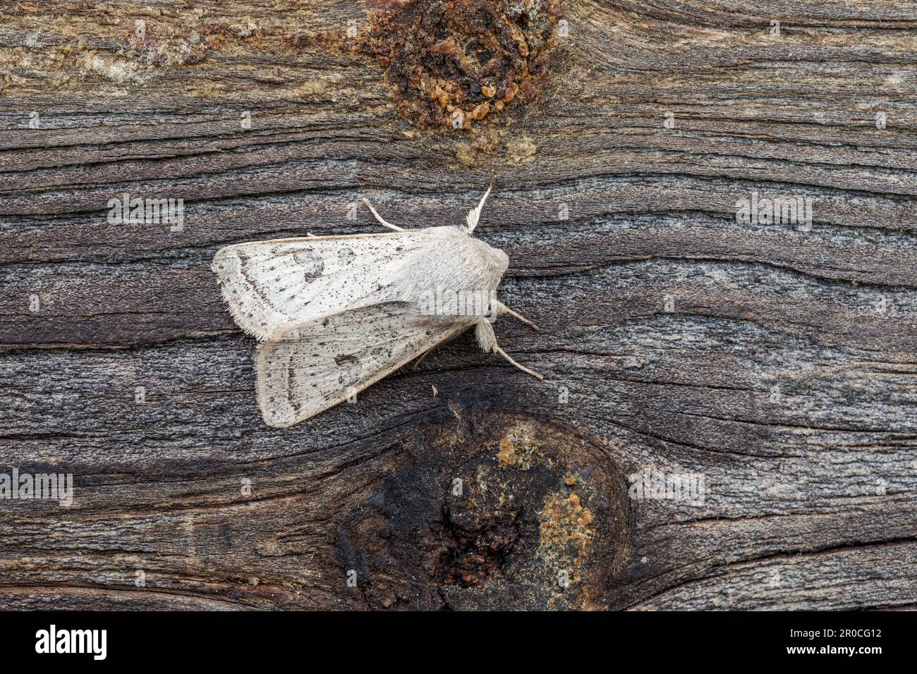 Powder Quaker Moth; Orthosia gracilis; On Wood; UK Stockfoto