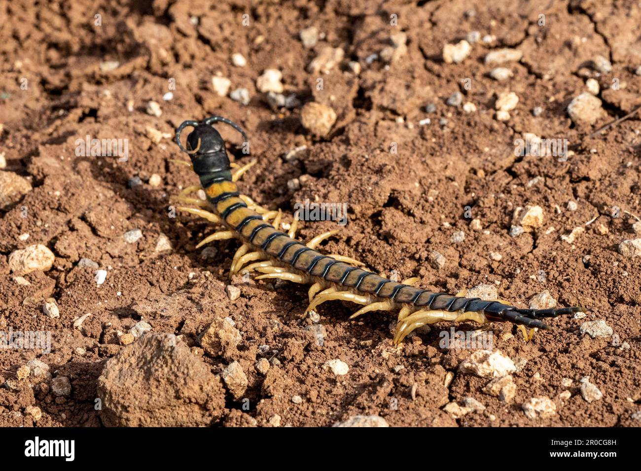 Centipede (Scolopendra) ein giftiges Nachtraubtier. In Israel fotografiert, Golanhöhen, im April sind Tausendfüßler Räuberarthropoden, die zu diesem gehören Stockfoto