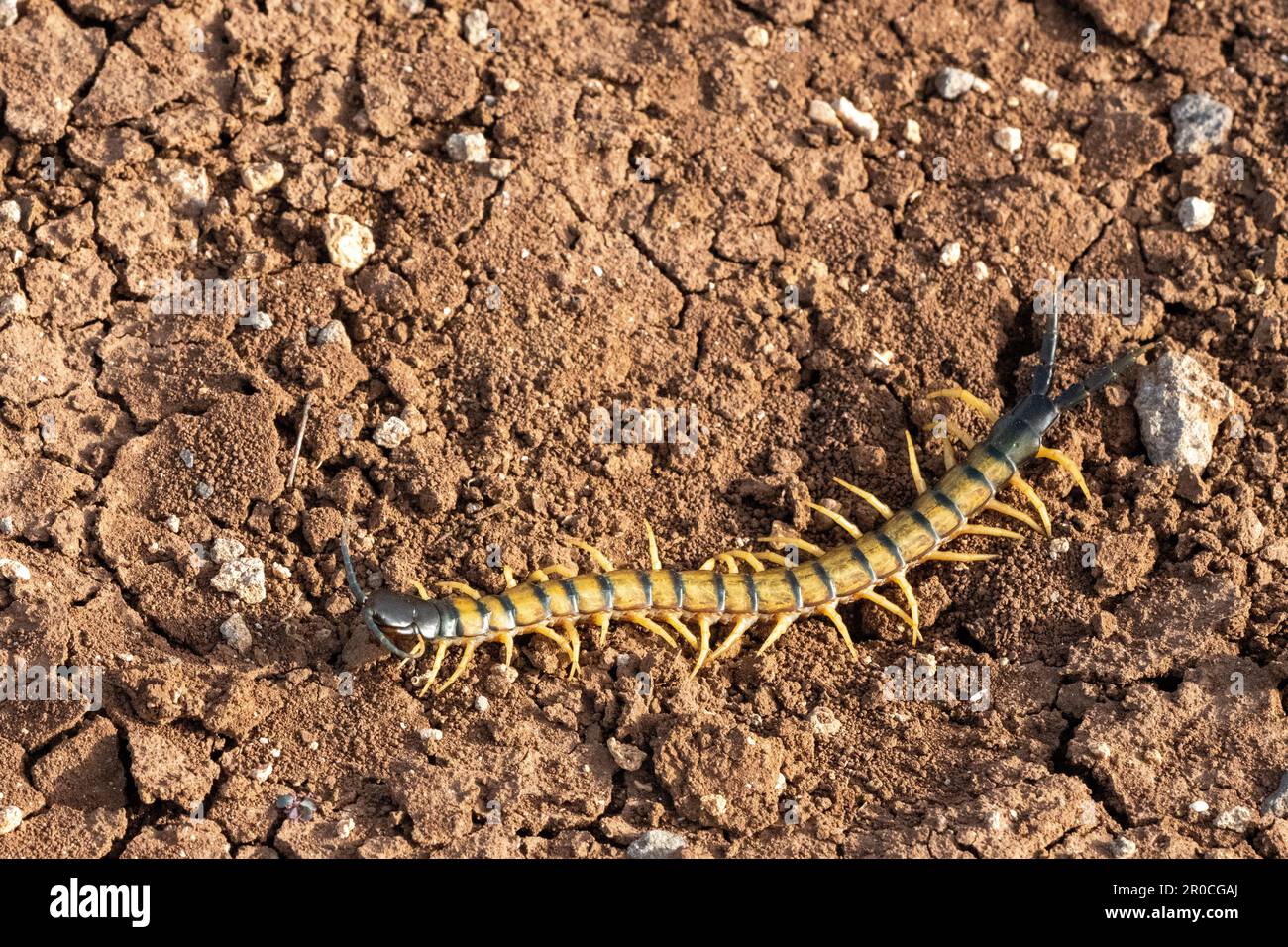 Centipede (Scolopendra) ein giftiges Nachtraubtier. In Israel fotografiert, Golanhöhen, im April sind Tausendfüßler Räuberarthropoden, die zu diesem gehören Stockfoto