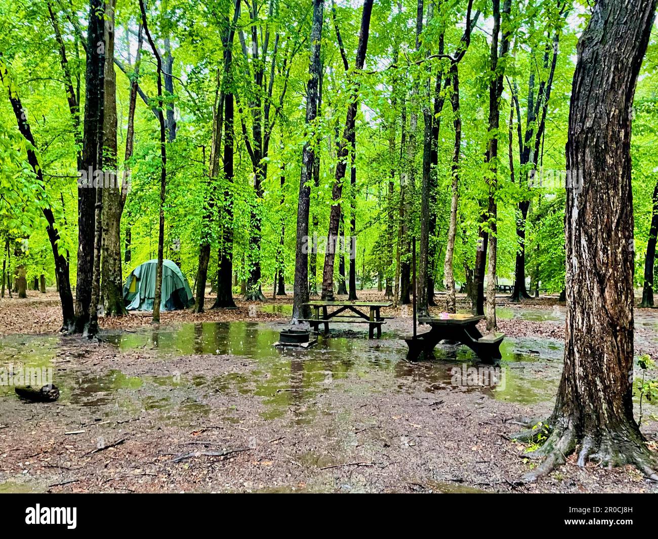 Während eines Frühjahrstürms im Prince William Forest Park, Virginia, USA, überflutet eine Regenflut einen Campingplatz. Stockfoto
