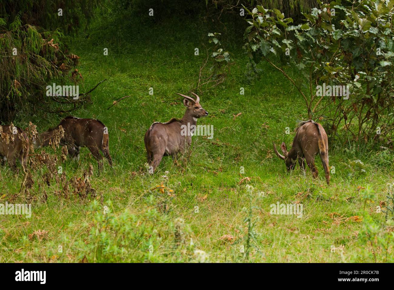 Männliche Bergnyala (Tragelaphus buxtoni) in Gaysay Grasslands, Bale Mountains National Park, Oromia, Äthiopien. Stockfoto