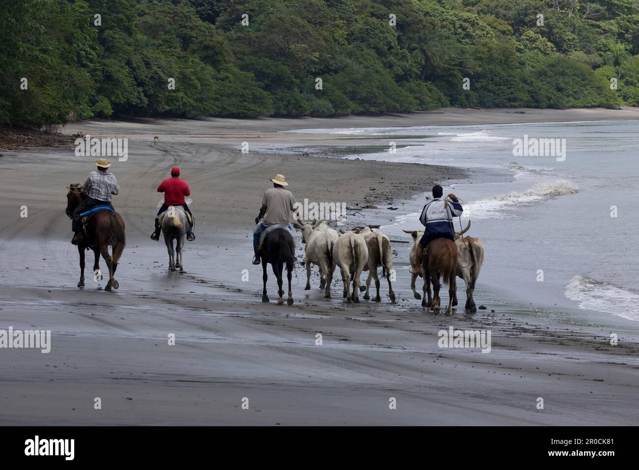 Pferdereiten Cowboys, die Rinder am Strand in Punta Burica Panama hüten Stockfoto