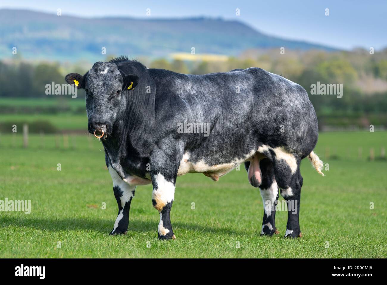 Britischer blauer Stier im Feld. British Blues ist eine Rasse mit doppeltem Muskelfleisch, die aus Belgien stammt. Stockfoto