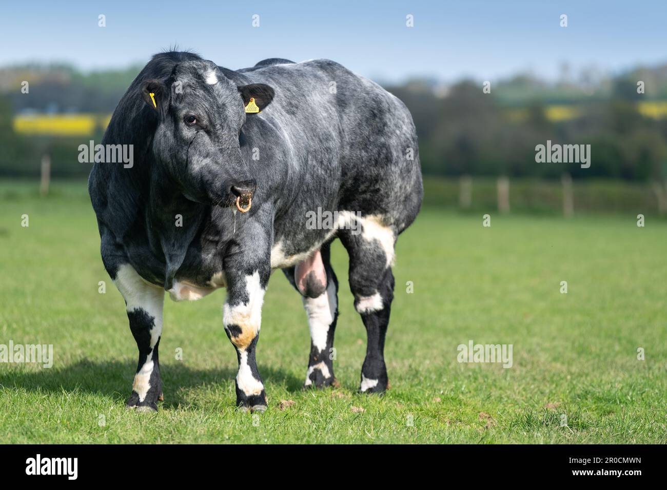 Britischer blauer Stier im Feld. British Blues ist eine Rasse mit doppeltem Muskelfleisch, die aus Belgien stammt. Stockfoto