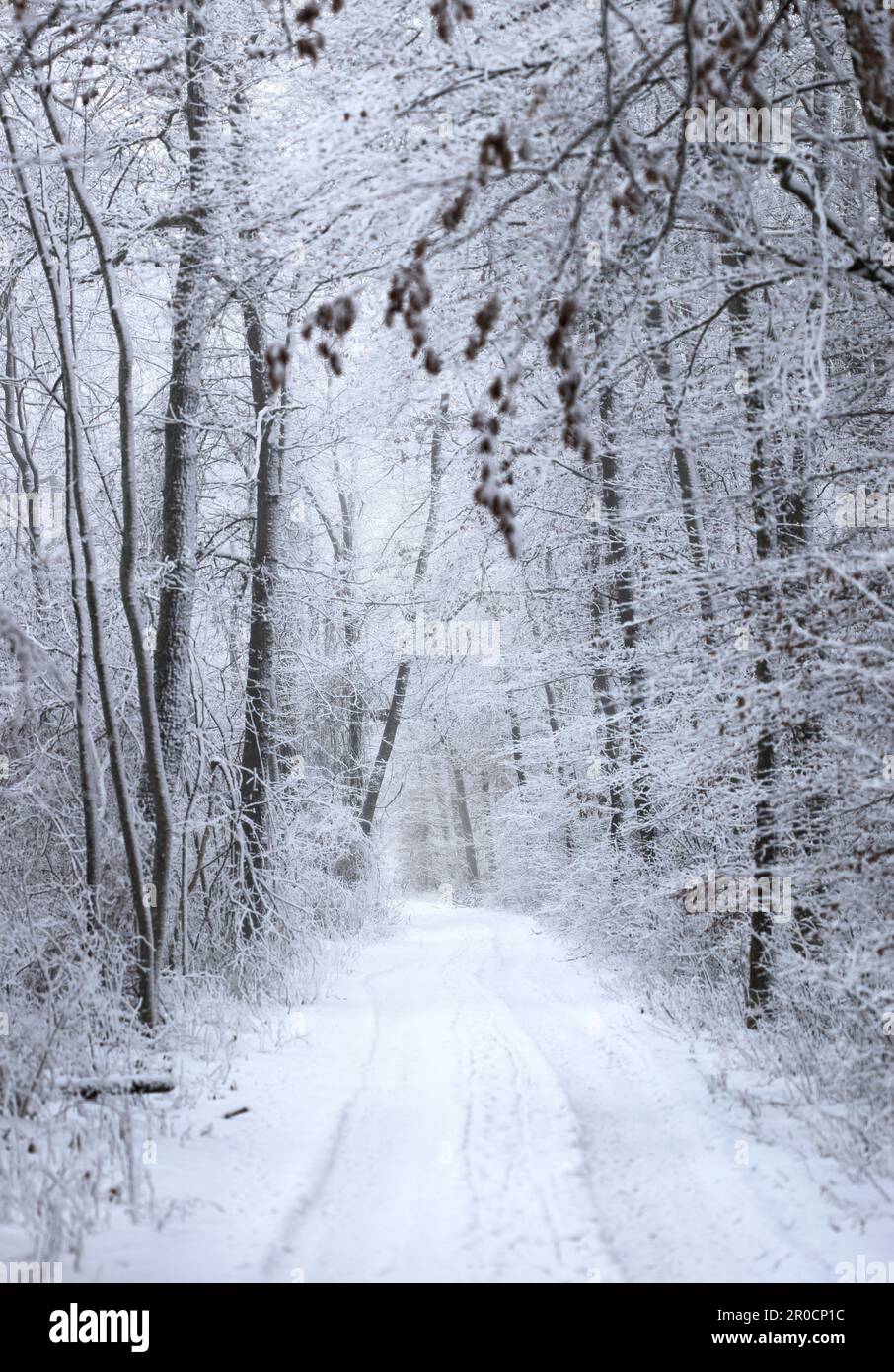 Ein malerischer Winterwaldpfad mit einer Schicht unberührten, pulverförmigen Schnees Stockfoto