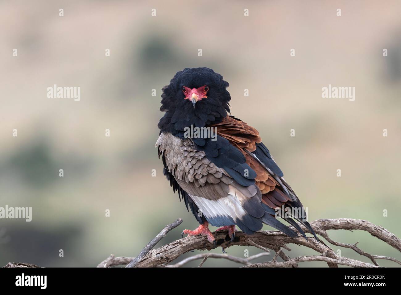 Bateleur (Terathopius ecaudatus), weiblich, Kgalagadi-Grenzpark, Nordkap, Südafrika Stockfoto