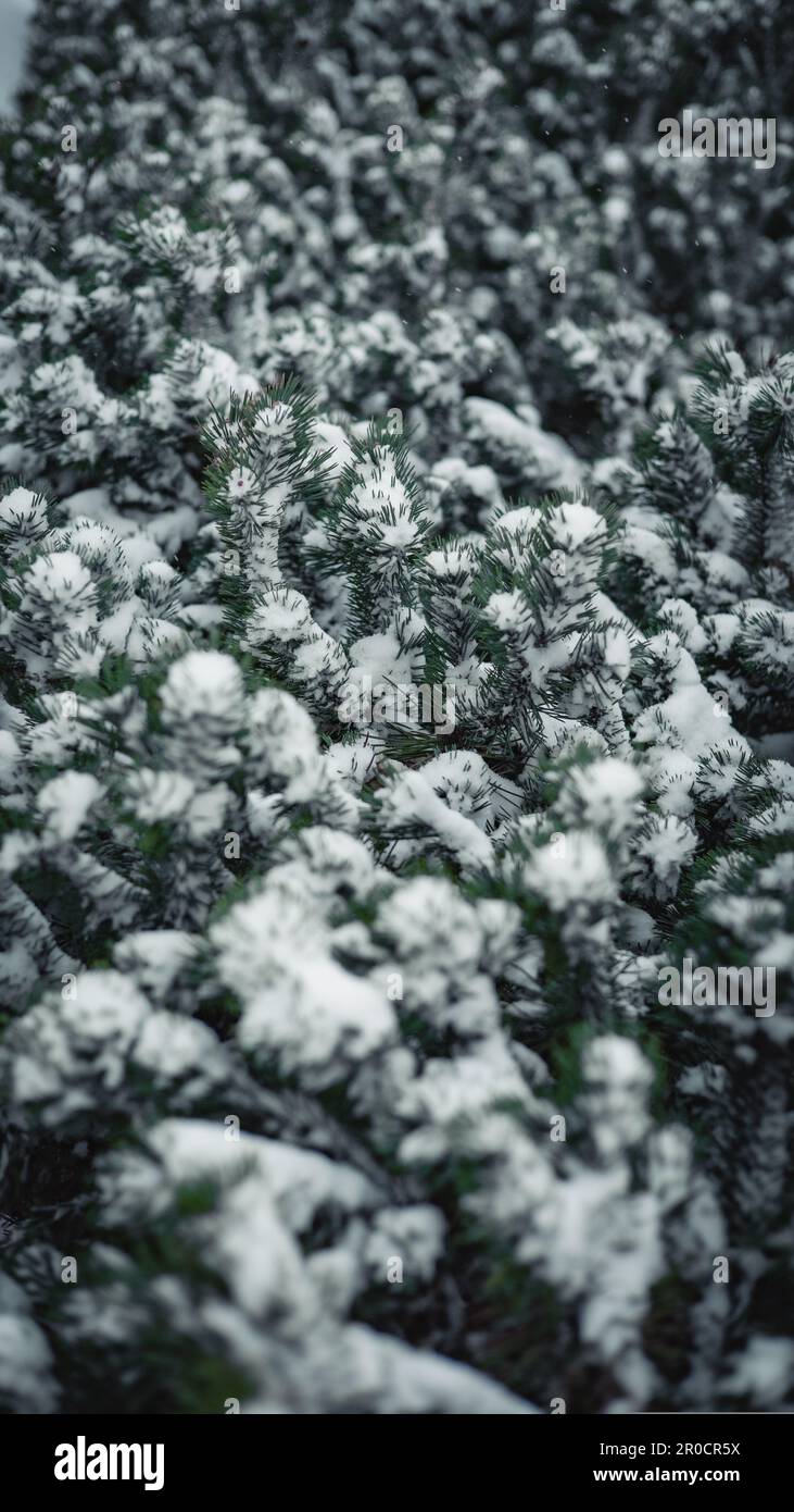 Ein malerischer Blick auf die Fichte, bedeckt von unberührtem Schnee Stockfoto