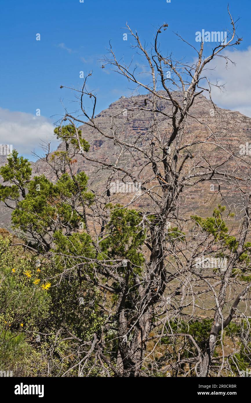 Die Clanwillianische Cedar Widdringtonia cadarbergensis im Cederberg-Gebirge 12720 Stockfoto