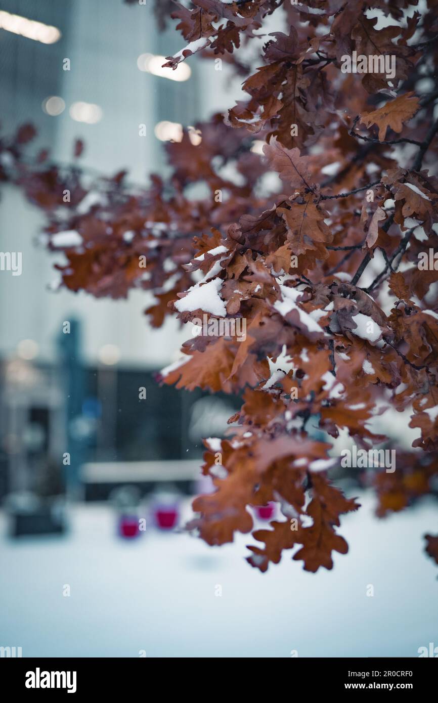 Nahaufnahme von goldenen Blättern eines Baumes, bedeckt mit einer Schneedecke in einer urbanen Winterlandschaft Stockfoto