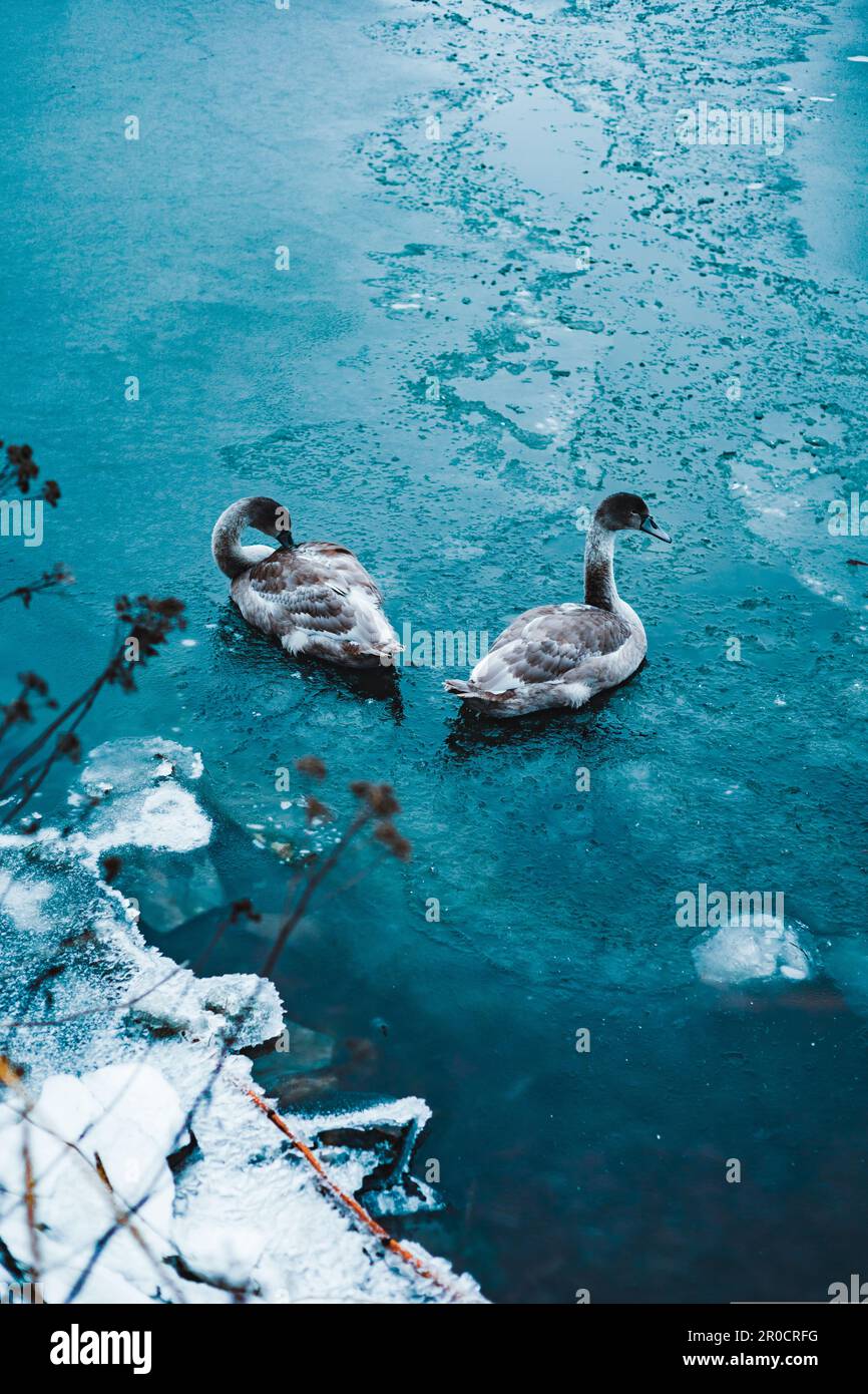 Zwei Schwäne gleiten über ein ruhiges blaues Gewässer und schaffen eine ruhige und friedliche Atmosphäre Stockfoto