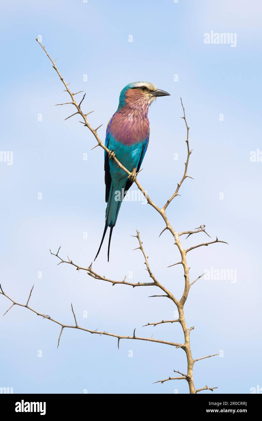 Lilafarbene Walze (Coracias caudatus), Kruger-Nationalpark, Südafrika Stockfoto