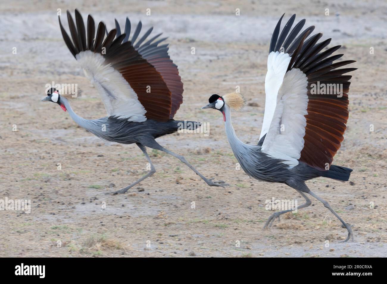 Grauer Kranich (Balearica regulorum), Amboseli-Nationalpark, Kenia Stockfoto
