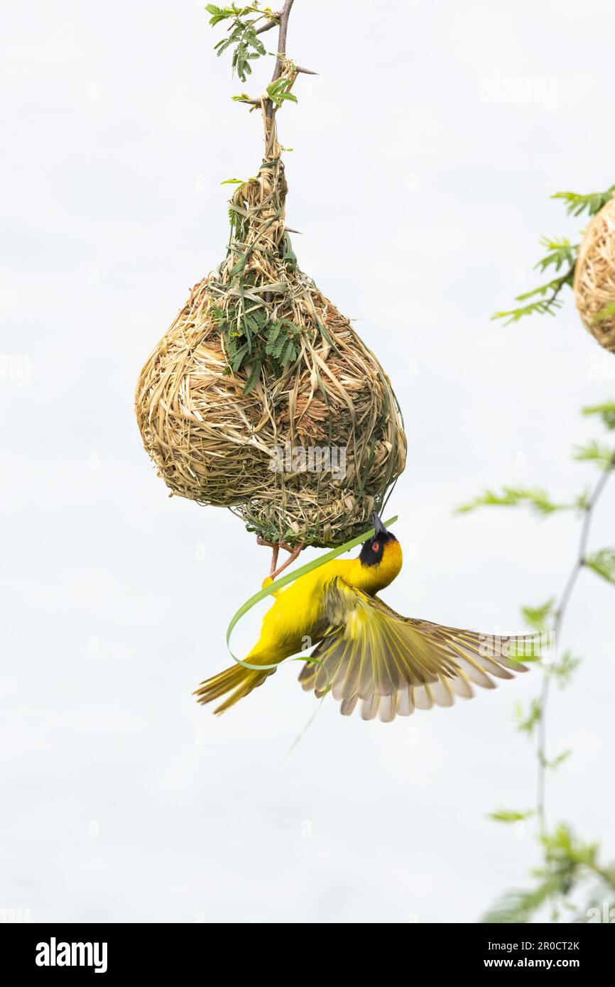 Südliche Maskenweber (Ploceus velatus), Kruger-Nationalpark, Südafrika Stockfoto