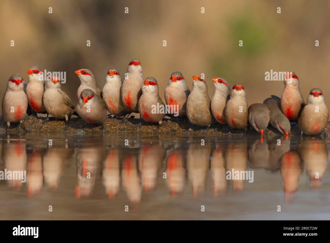 Gewöhnliche Wachsfiguren (Estrilda astrild), Wildreservat Zimanga. KwaZulu-Natal, Südafrika Stockfoto
